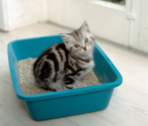 Kitten-in-litter-pan